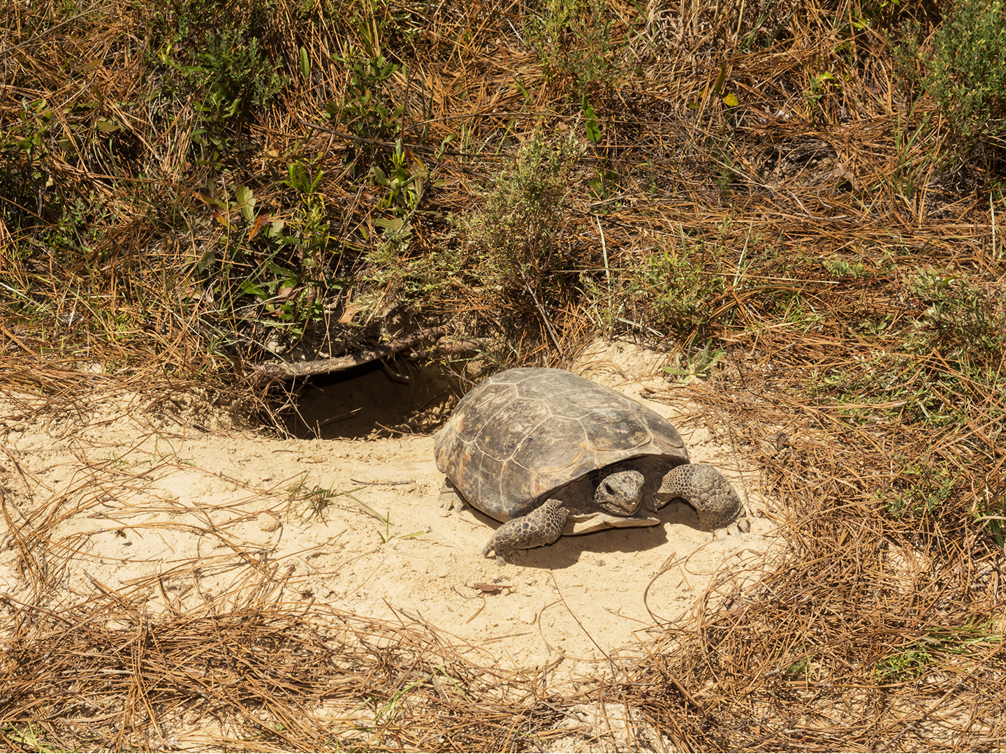 Biodiversity conservation efforts help gopher tortoise