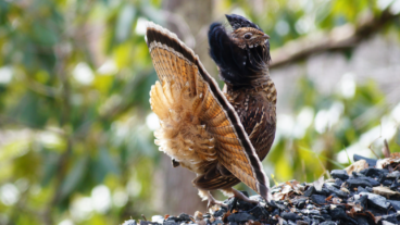 Domtar partners to improve habitat for ruffed grouse