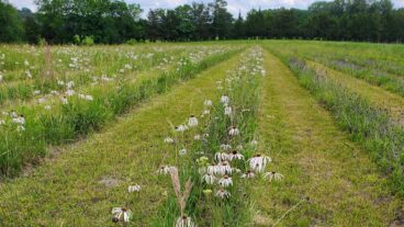 Domtar wildflower project helps support biodiversity in Arkansas. Image: Wildflower field in Arkansas with tree line in background on a mostly cloudy day.