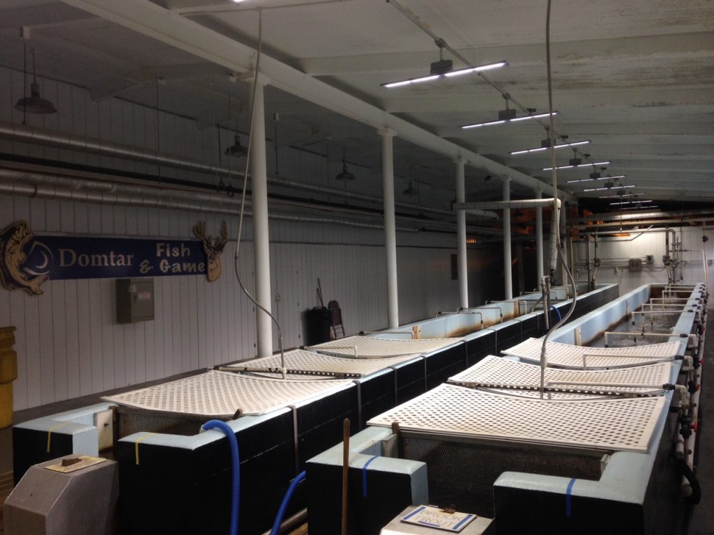 Johnsonburg Mill Fish Hatchery Runs