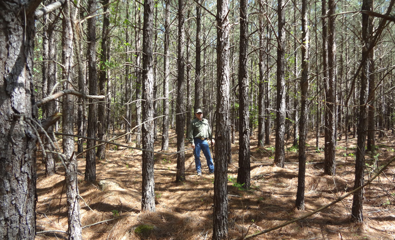Partnership Leads to 500,000 FSC-Certified Acres