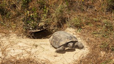 Biodiversity conservation efforts help gopher tortoise