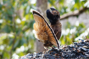 Domtar partners to improve habitat for ruffed grouse