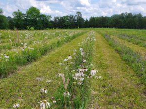 Domtar wildflower project helps support biodiversity in Arkansas. Image: Wildflower field in Arkansas with tree line in background on a mostly cloudy day.